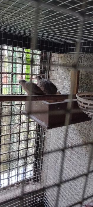 Aves criadas em cativeiro