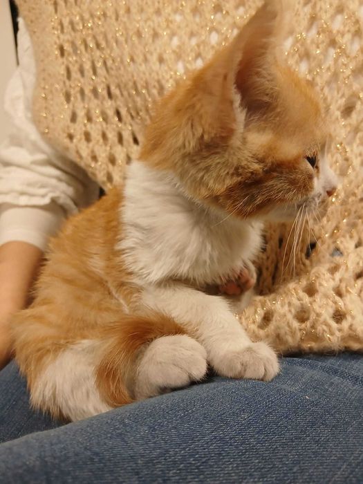 Gato bebe com 2 meses laranja