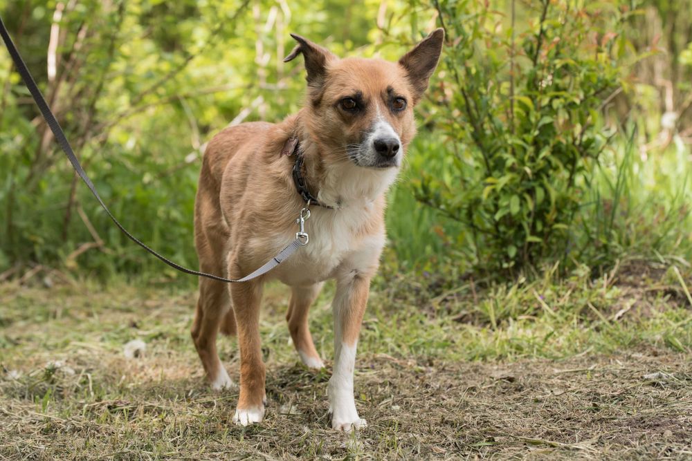 Lilma - delikatna sunia do doświadczonego domu