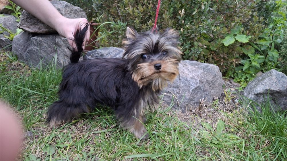 Йоркширский терьер щенки мини