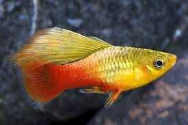Variatus Multicolor FI Fin dorosłę. Cetarius Gogołów • OLX.pl