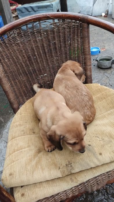 Цуціки такси.В добрі руки.