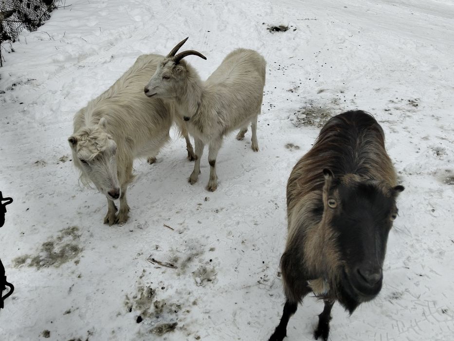 Продам кози молоді