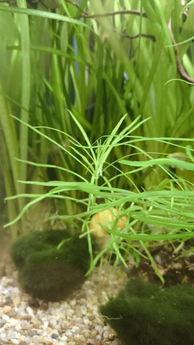 Pogostemon stellatus 'Octopus roślinka do akwarium