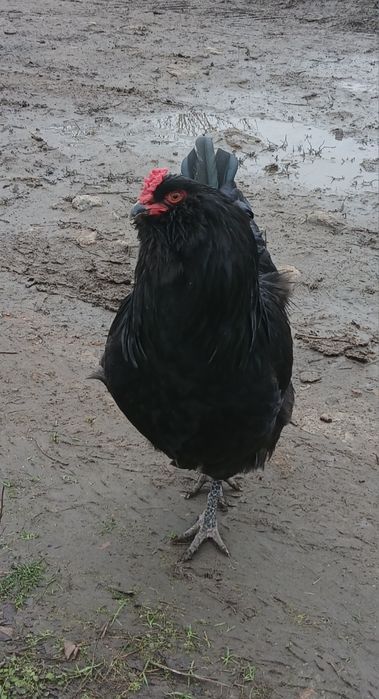 Інкубаційні яйця (мікс) Амераукана + Ломан Браун