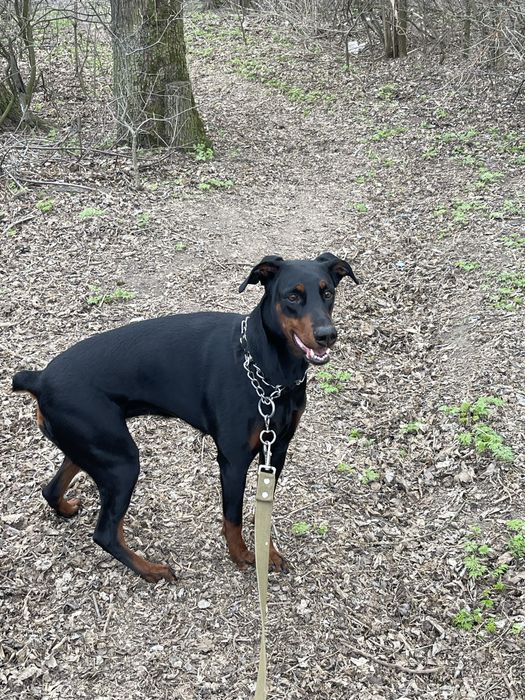 Доберман дівчинка 6 років