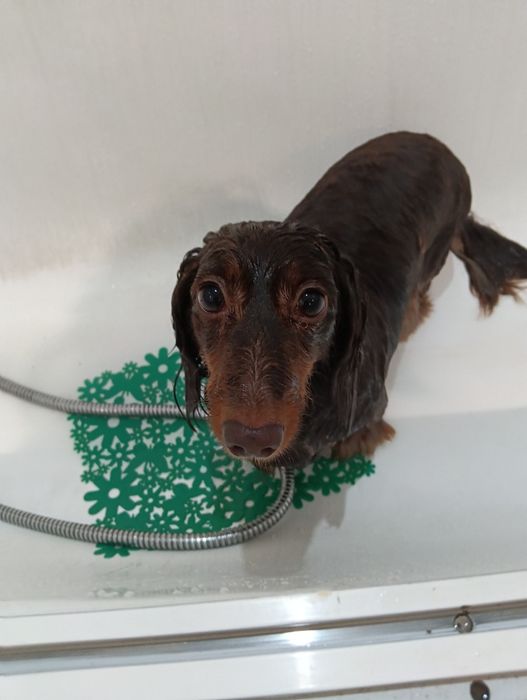 Petsitting & Dogwalking