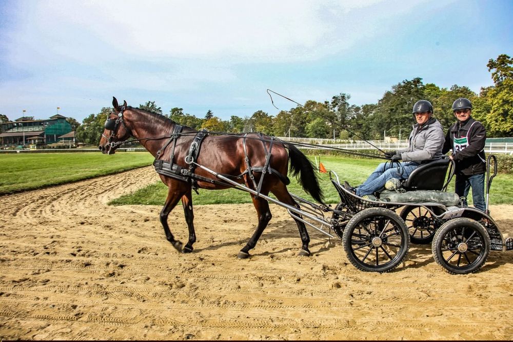 Ogier małopolski - licencja do krycia klaczy programowych
