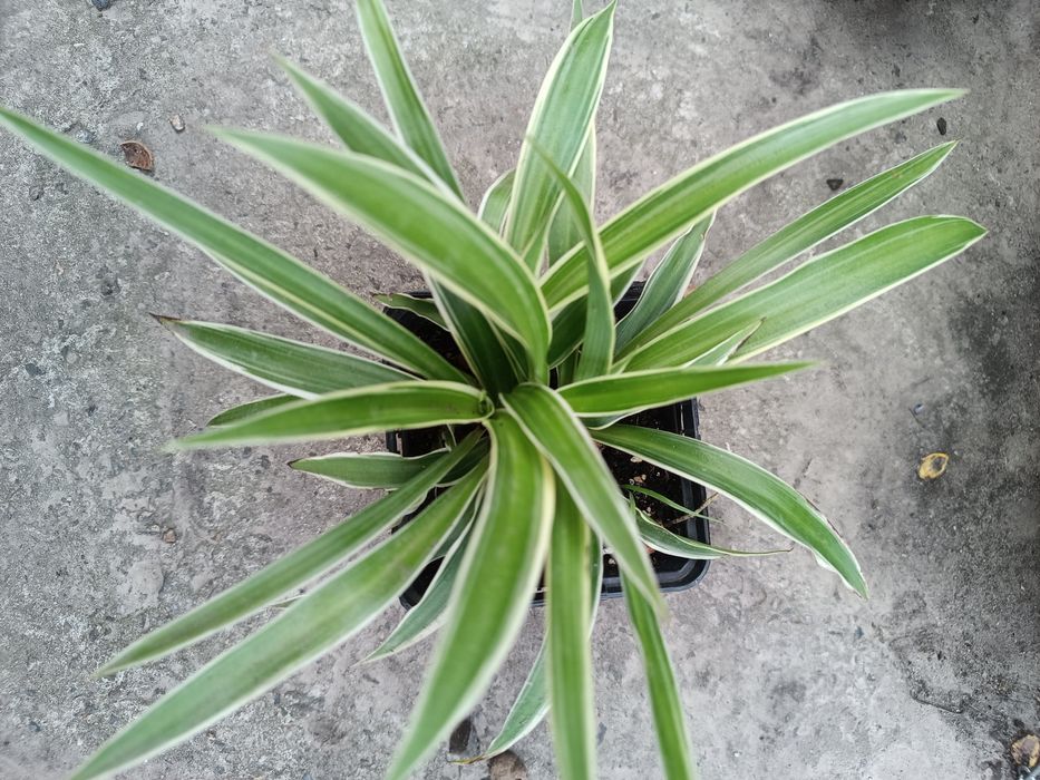 Хлорофітум хохлатий, кучерявий Bonnie, зелений