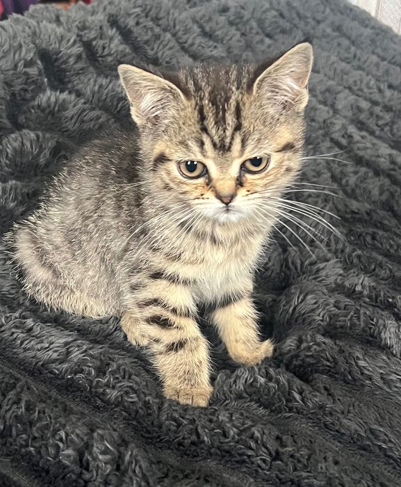 Котенята Британці