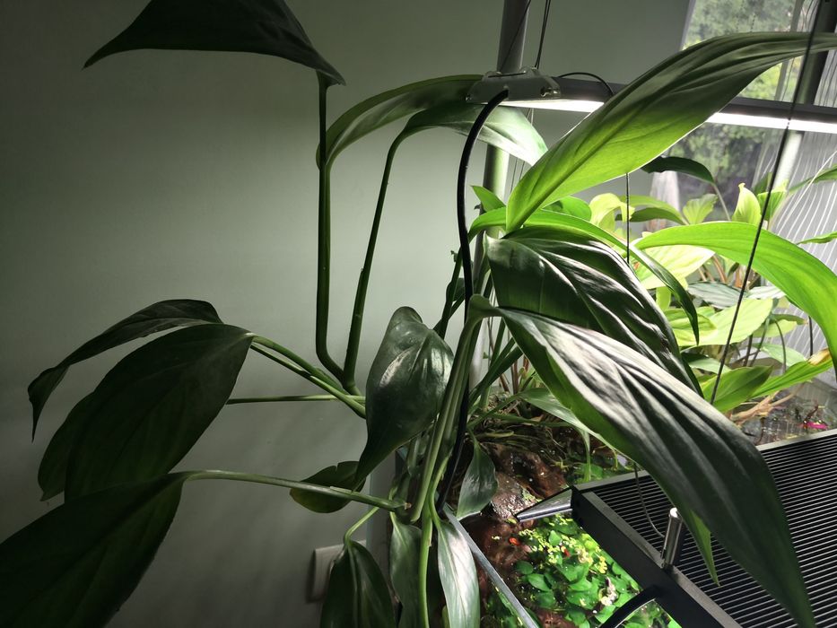 Philodendron sp. papua new guinea