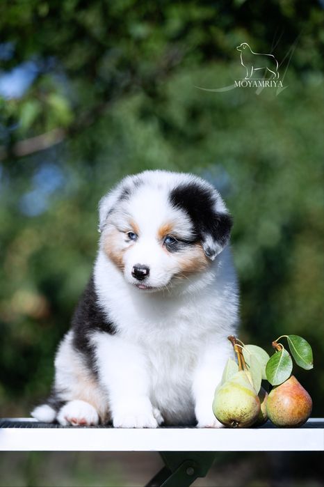 Австралійська вівчарка ауссі / австралийская овчарка аусси / Australian Shepherd