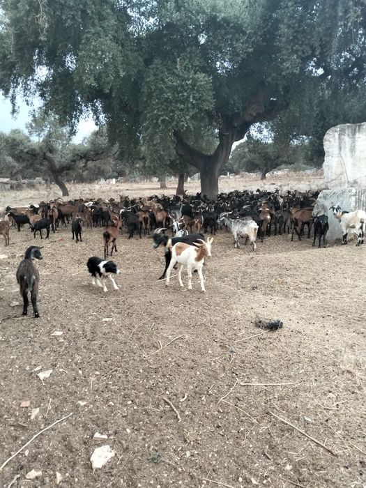 Vendo exploração de caprinos