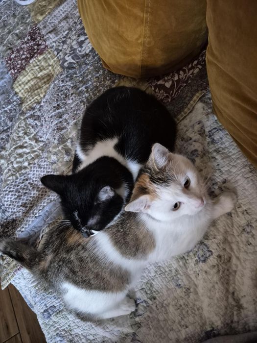 Słodki, delikatny i miły dzieciak Paproszek do adopcji