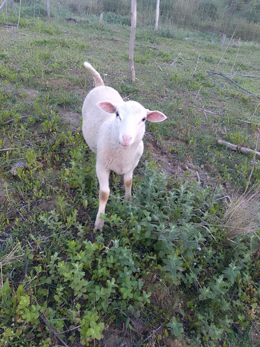 Borregos Inra 401 machos e fêmeas