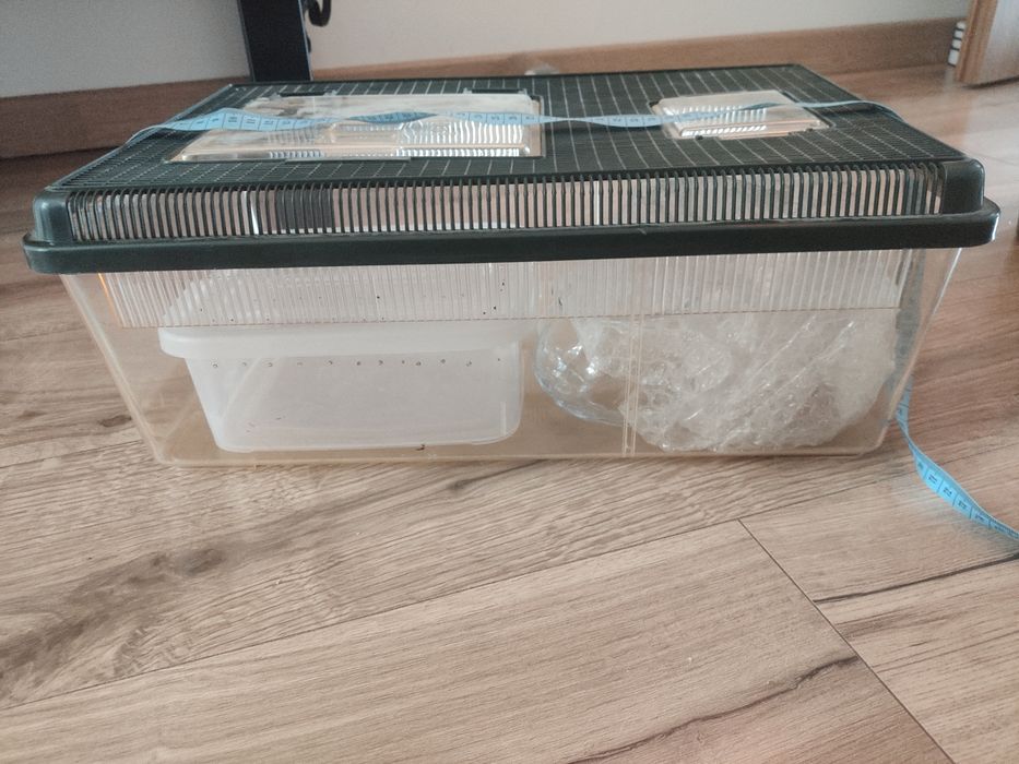 terrarium plastikowe dla węża, zbozowki