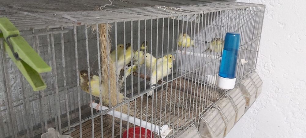 Frisados do norte / fife fancy ( reprodutores)