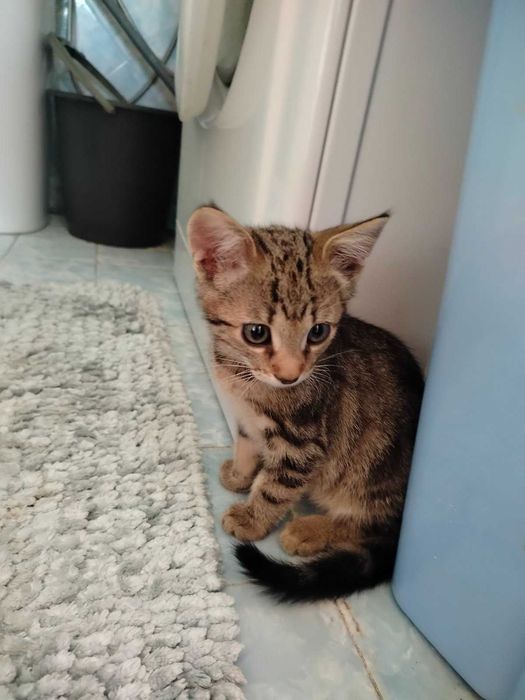 Отдам котят в хорошие руки