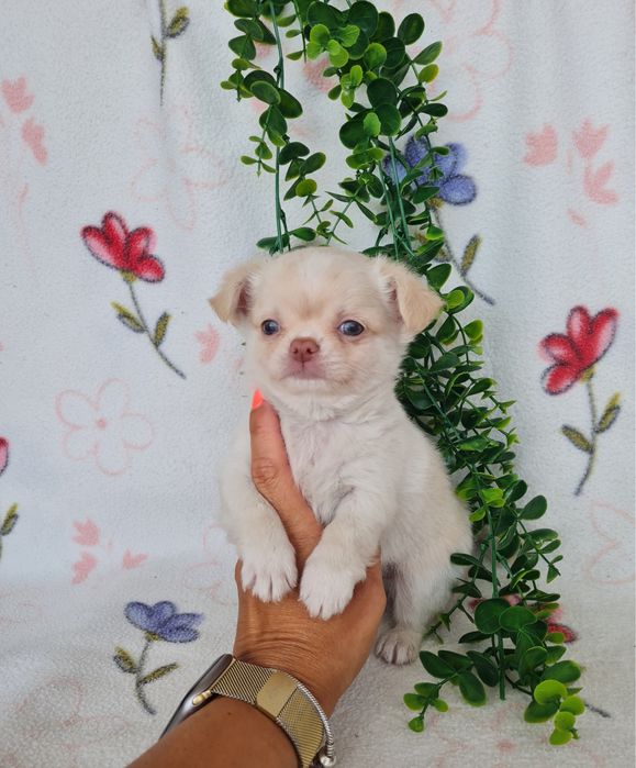 Excelente mini menino pelo longo Chihuahua/Chiuaua Linhagem Russa de Qualidade