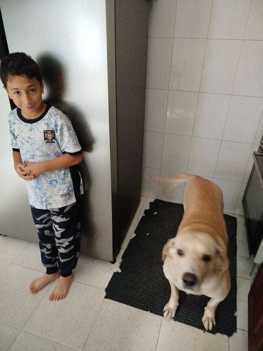 Para adopção bom cão de guarda