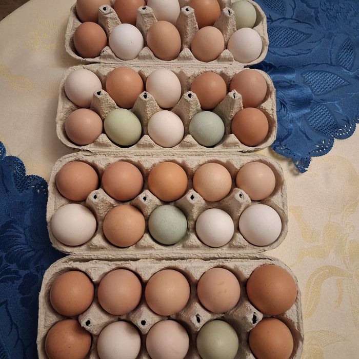 Інкубаційне яйце мішаних порід різнокольорове