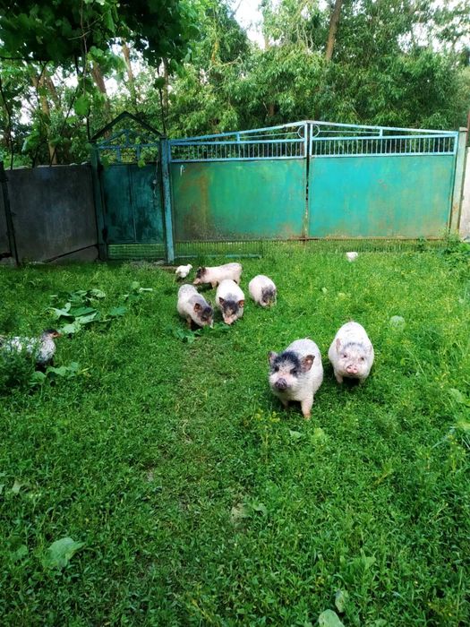 Продам поросята вєтнамські