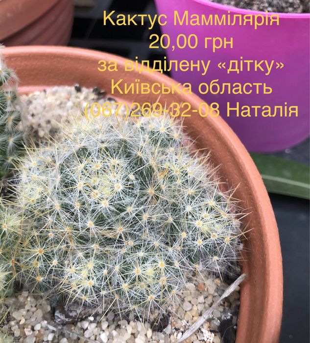 Кактус. Кактуси. Насіння кактусів.