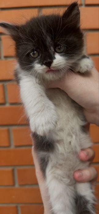 Бесплатно котята мальчик и девочка