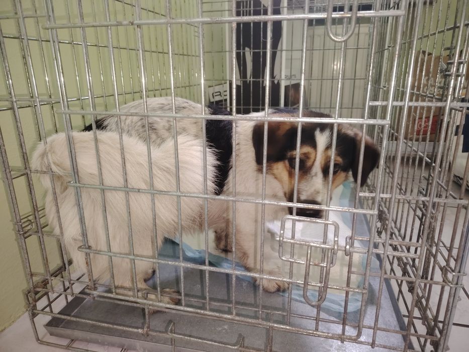 Czyj piesek, szukamy właściciela zguby