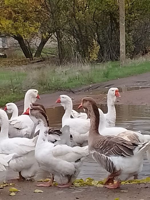 Продам гусей Холмогори