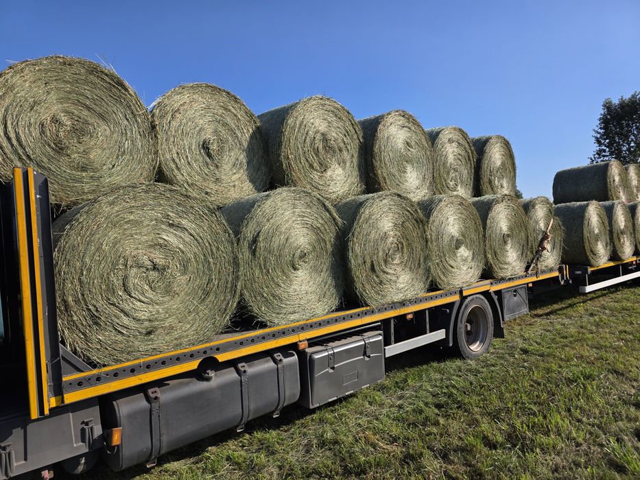 Siano bele sprzedam  po pasówce