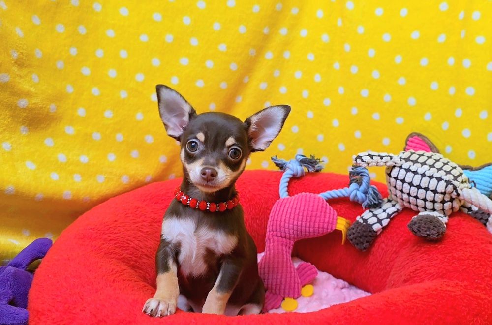 Super suczka chihuahua czekoladowa podpalana krótkowłosa