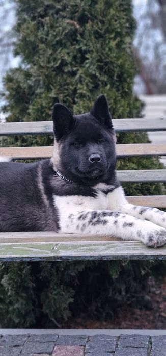 Американська Акіта дівчинка КСУ