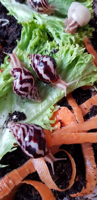 10 грн Лимиколярии фламея униколор Ахатина улитки равлики Ахатіни Арх