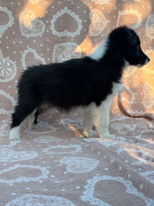 #CHECKERS  Szczeniak Border Collie ZKwP FCI juz do odbioru