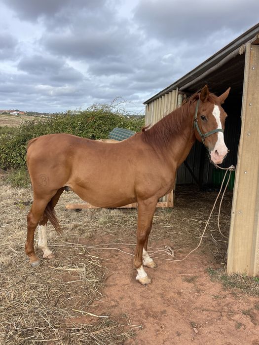 Cavalo capado montado e engatado