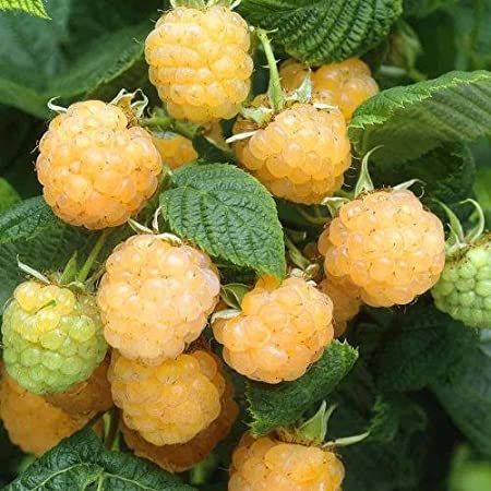 Framboesas Douradas - DELICIOSAS Planta De coleção Apenas envios