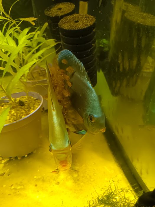 Paletki ,dyskowce Cobalt
