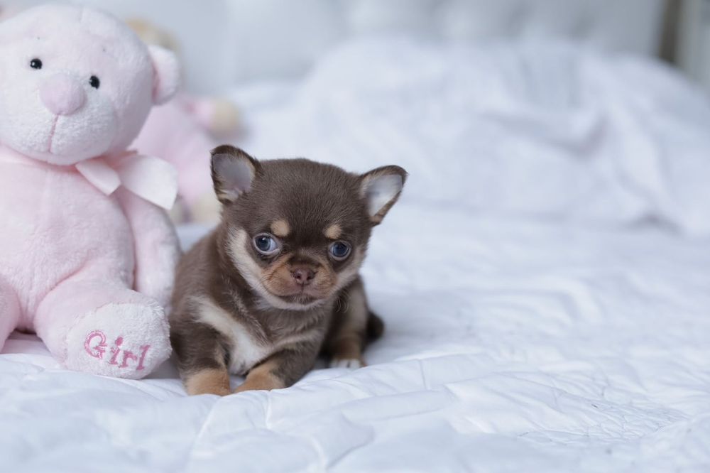 Chihuahua FCI dziewczynka mini