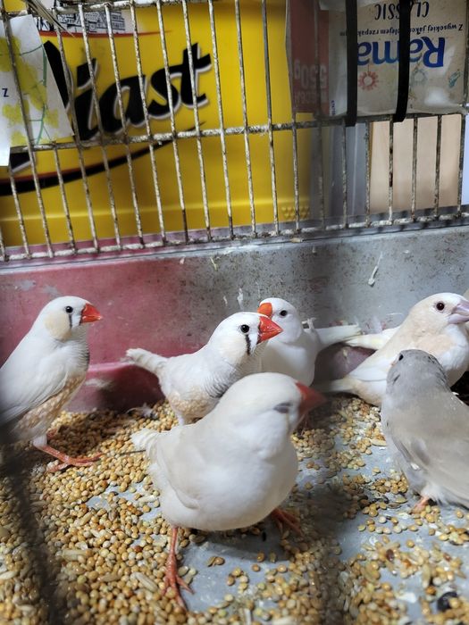 Zeberki australijskie