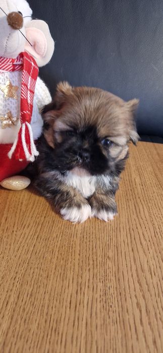 Malutki piesek shitzu