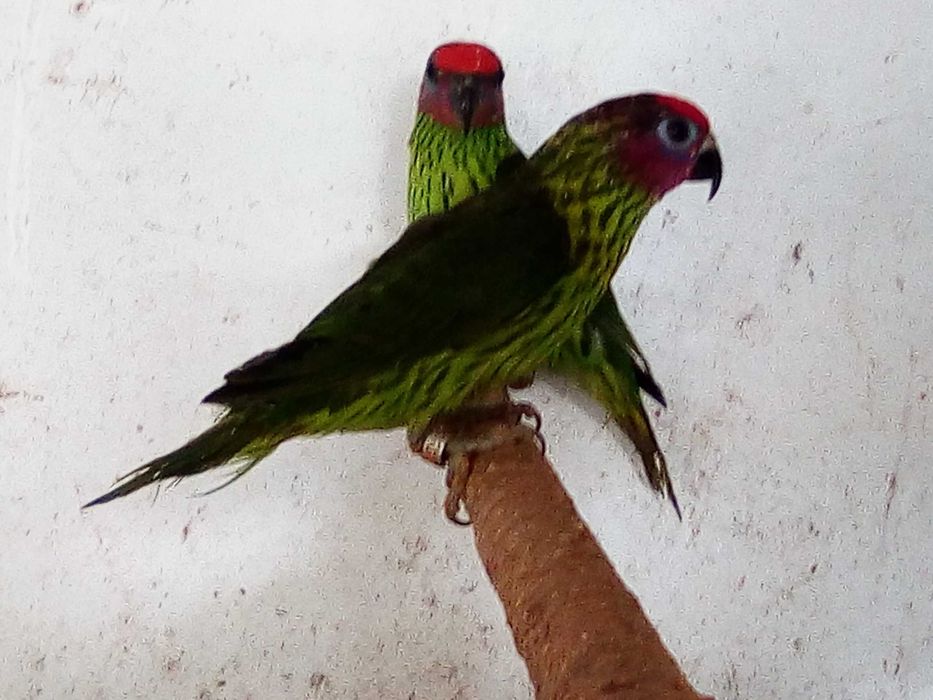 Aves - Casal - Loris - Goldiei Papagaios
