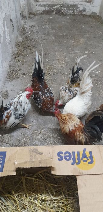 Kogutki serema liliputy