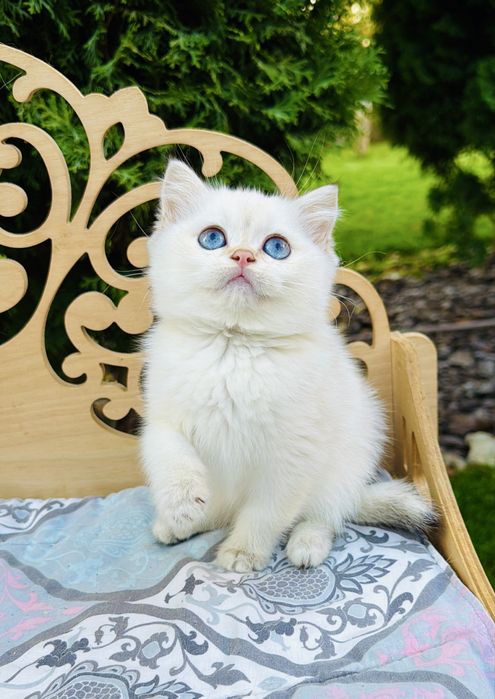 Синьоока шотландська красуня
