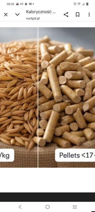 Przenzyto i żyto na opal zamiast peletu