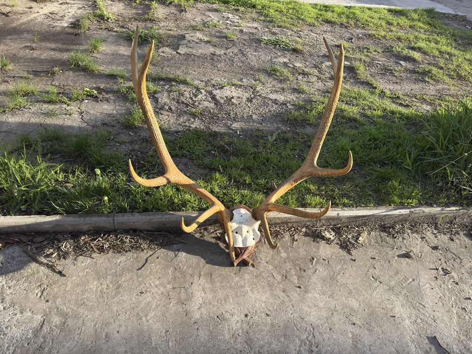 Рага оленя большие