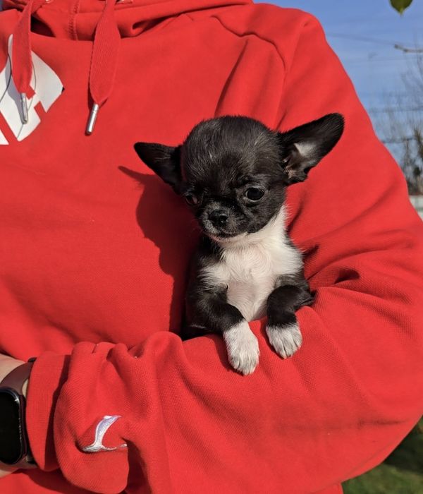 Чихуахуа. Лялькові красунчики.