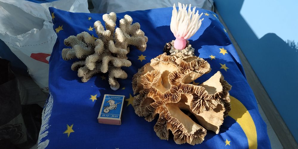 Псевдоморе  Аквариумистика