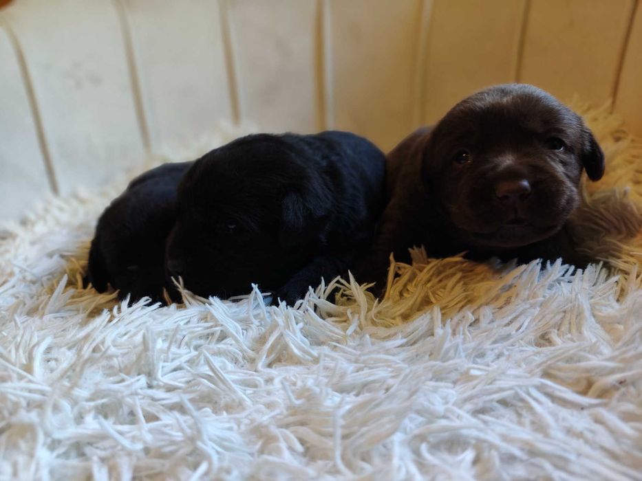 Labrador retriever szczeniaki czarne pies suka fci zkwp