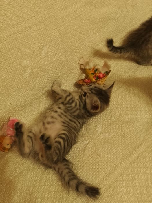 Кошенята британці